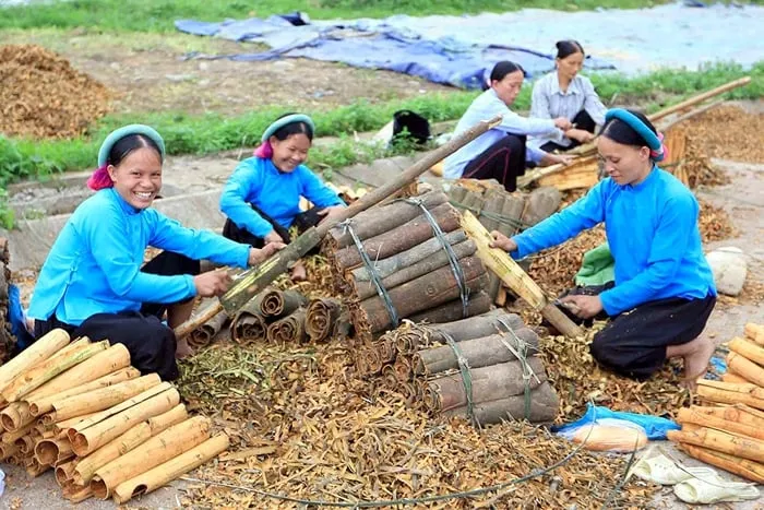 Vỏ cây quế sử dụng trong hương bài. Ảnh: Báo Quảng Ninh.