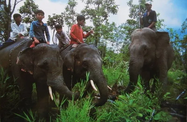Voi con Thoong Khăm và Thoong Ngân cùng mẹ nuôi Y Kung lên nương - Ảnh: Niimura Yoko