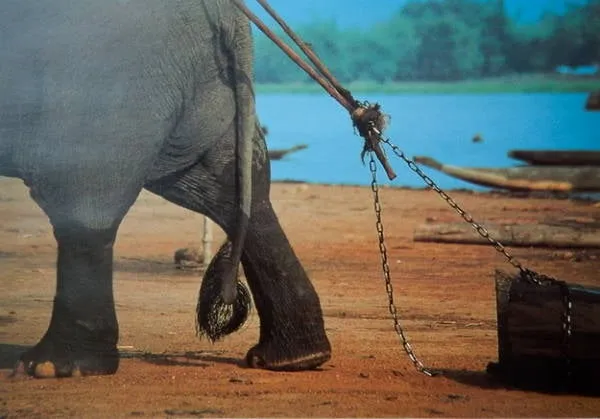 Voi nhà là sức lao động quý báu và gắn bó với mỗi gia đình - Ảnh: Niimura Yoko