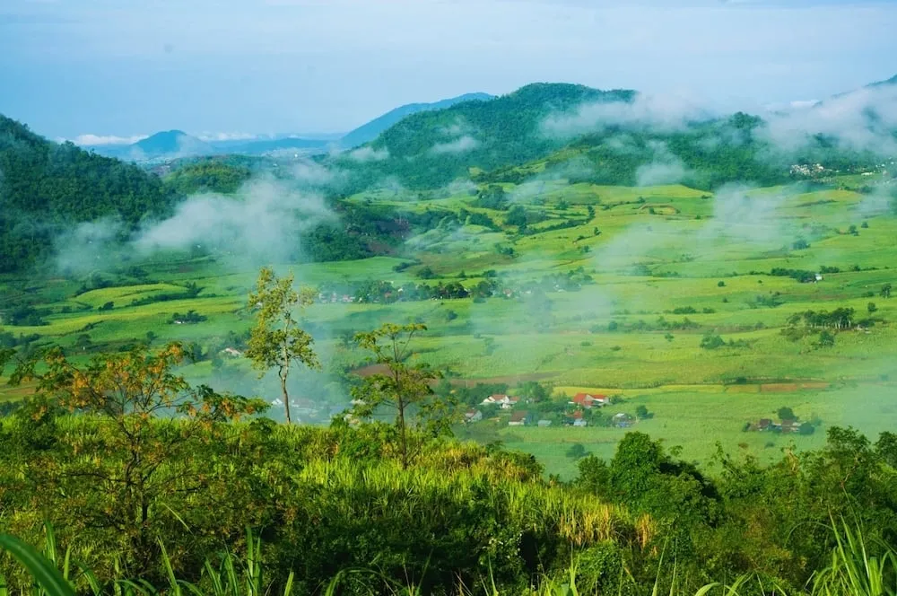 Vườn chè xanh mướt trên Cao nguyên Vân Hòa