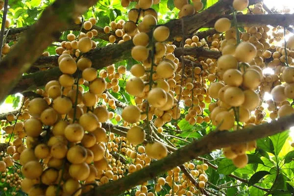 Vườn dâu chín vàng rực. Ảnh: laodong.com.vn/