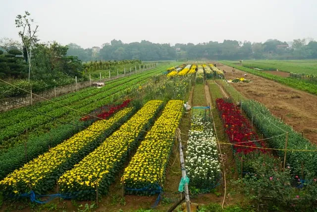 Vườn hoa cúc vàng rực rỡ. Ảnh: Dân Trí.