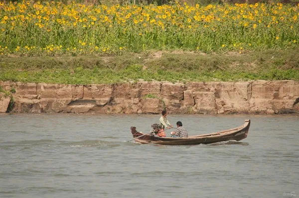 Vườn hoa hướng dương ven hồ