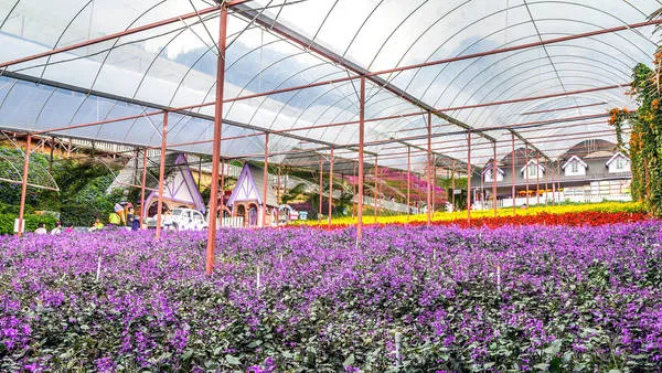 Vườn oải hương Lavender Garden tại Cameron. Ảnh: flickr.com