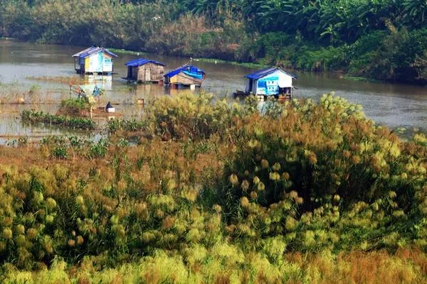 Xuống bãi cỏ lau từ cầu Long Biên