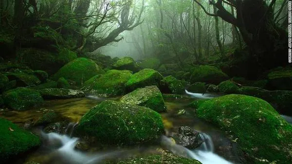 Yakushima, Nhật Bản: Trên đảo Yakushima, hẻm núi Shiratani Unsuikyo với hệ sinh thái trù phú, nguyên sơ đã tạo cảm hứng cho bộ phim “Công chúa sói” của hãng Ghibil. Tới đây, du khách có thể khám phá những khu rừng, tắm suối nước nóng, gắm cá heo, hay thư giãn trong các spa cao cấp.